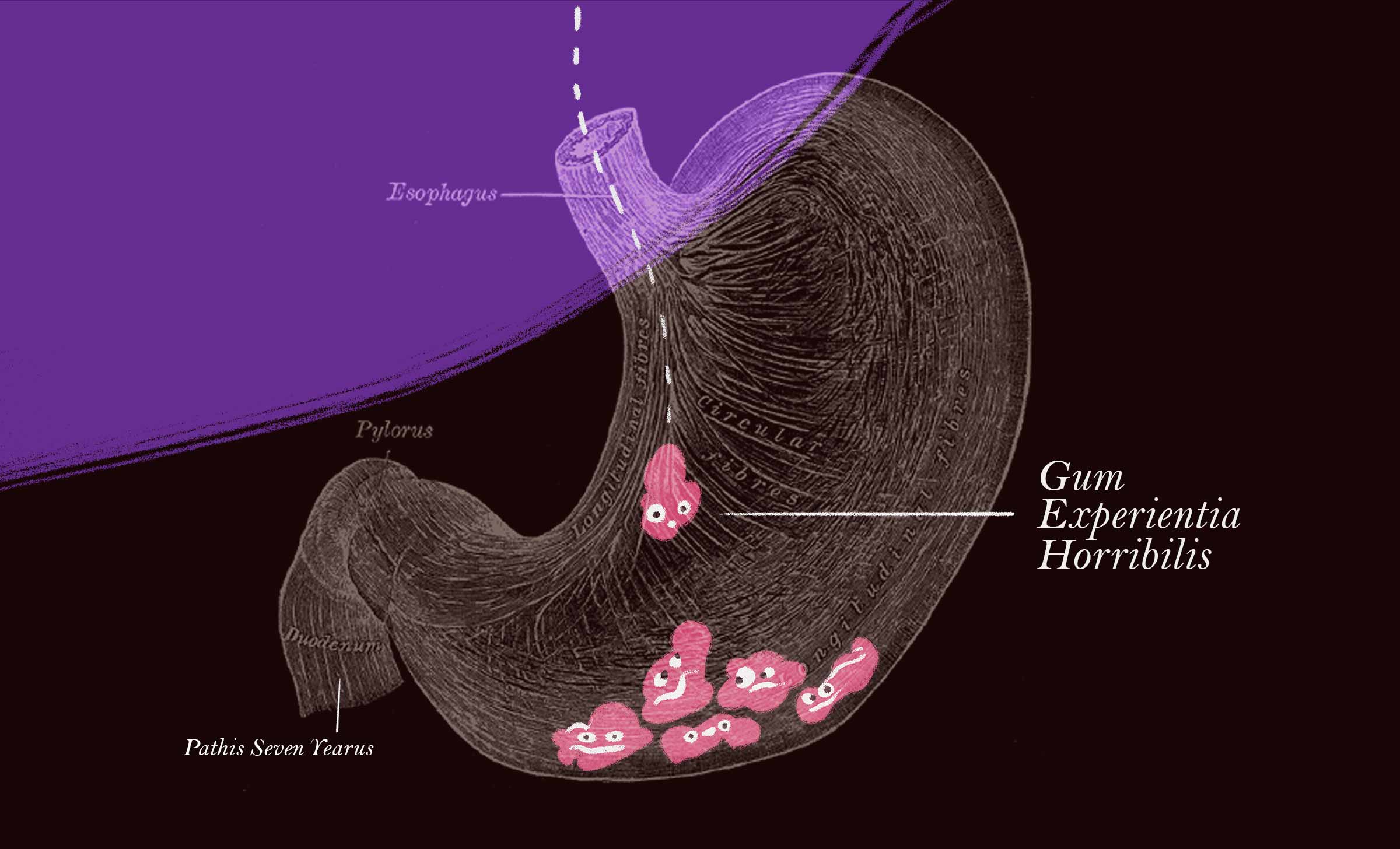 An anatomically correct stomach with smiling pieces of chewing gum in the bottom of the stomach.